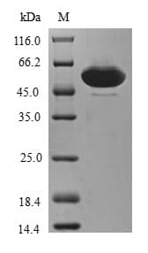Human ZFAND3 / TEX27 Protein (Recombinant GST, N-terminus)