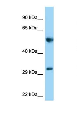 MEMO1 Antibody (aa171-220, HRP)