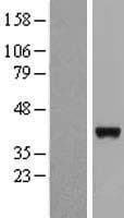 LRRC46 Protein (Over-Expression Lysate Myc-DDK (Flag))