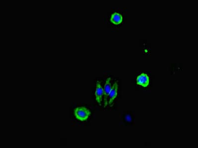 CDC25A Antibody