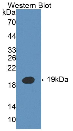 IL3 Antibody