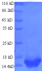 Rotavirus A Non-structural Glycoprotein 4 (Recombinant His)