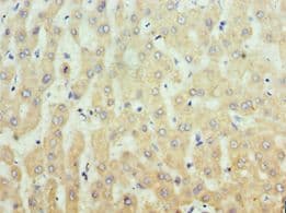 IRS1 Antibody (aa1-160)