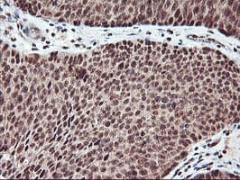 NHEJ1 / XLF Antibody (clone OTI1F3)