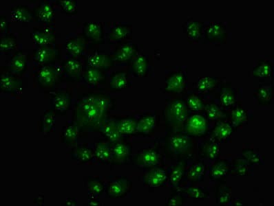 HIST1H1C Antibody