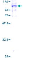 Human BCL2L13 / Bcl Rambo Protein (Recombinant GST)