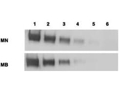 MSLN / Mesothelin Antibody (clone MB-G10)