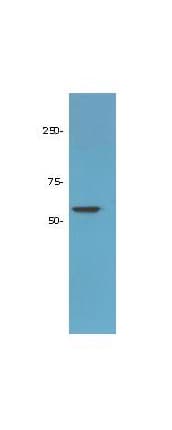 IHC-plus™ HDAC1 Antibody (aa450-482)