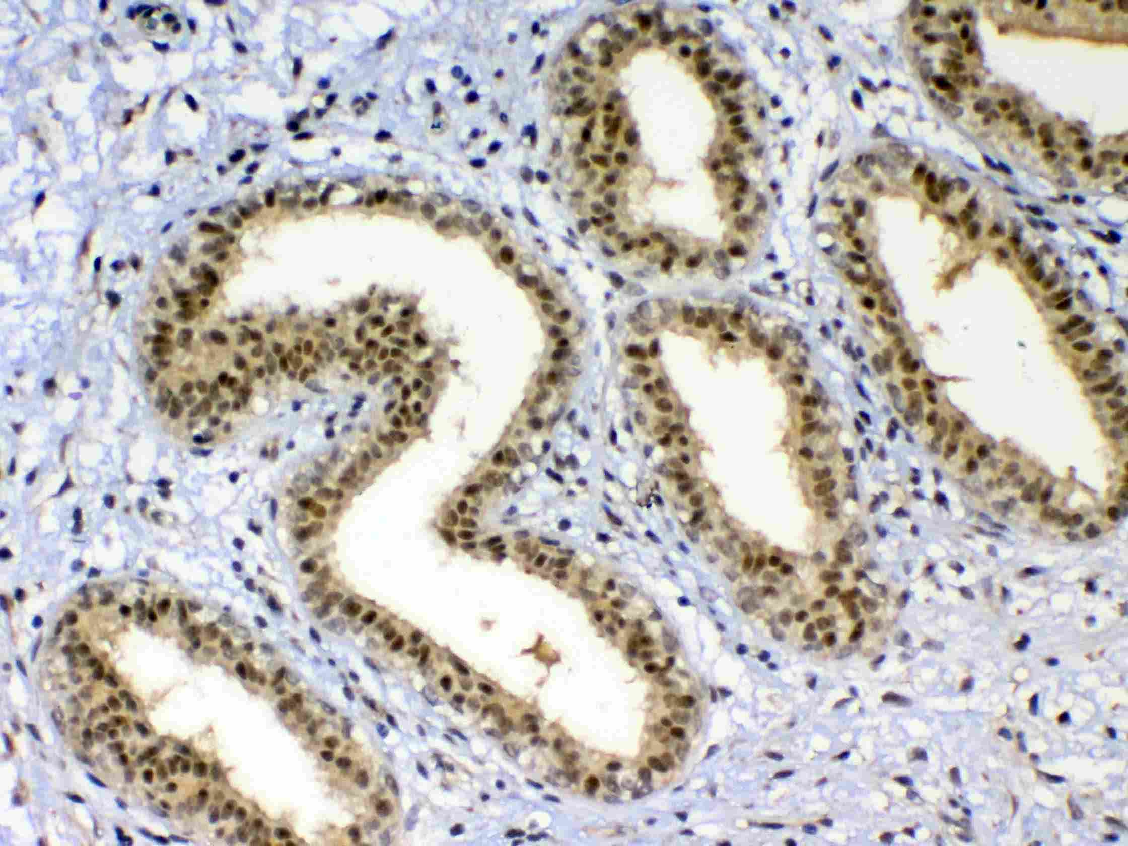 XRCC1 Antibody