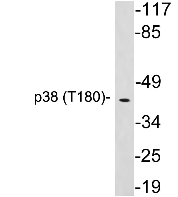 MAPK14 / p38 Antibody (aa131-180)