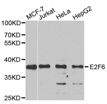 E2F6 Antibody