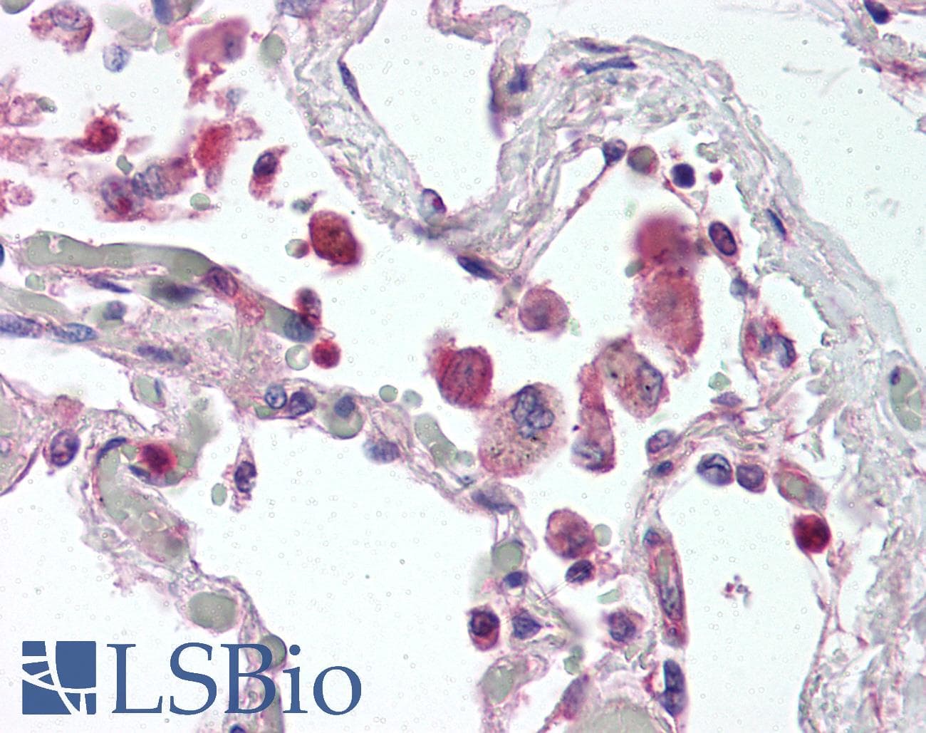 IHC-plus™ Monoclonal Mouse anti-Human TLR9 Antibody (clone 26C593.2, aa268-284, IHC, WB)
