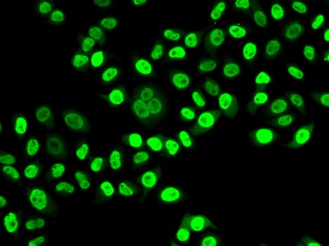 NUDC Antibody