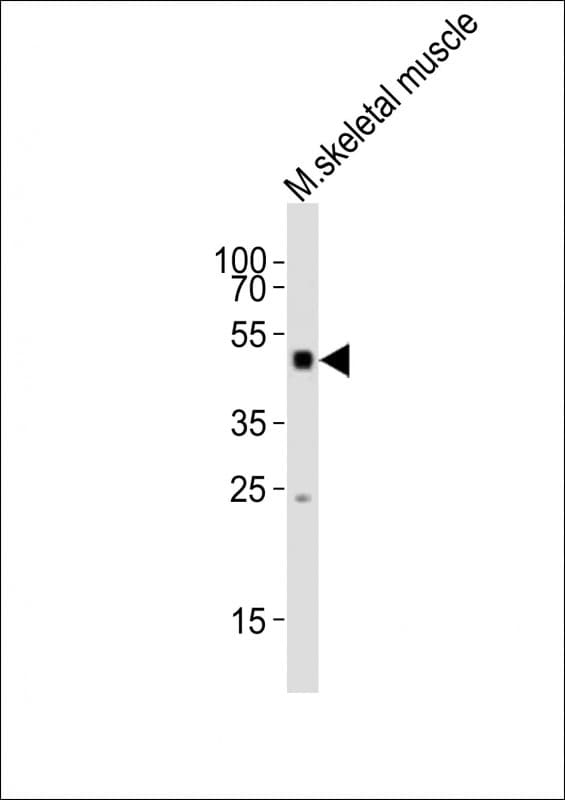 SMAD1 Antibody (aa154-187)