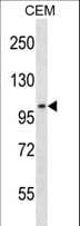 LIG3 / DNA Ligase III Antibody (aa793-822)