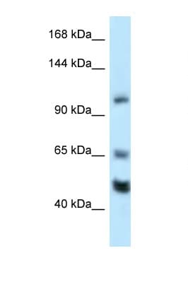 Polyclonal Rabbit anti-Mouse NRSF / REST Antibody (aa20-69, WB)