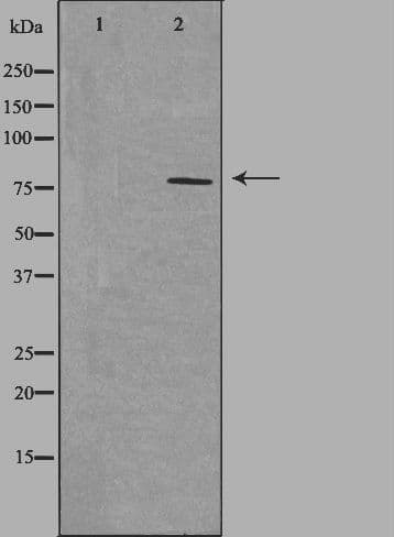 NEK5 Antibody