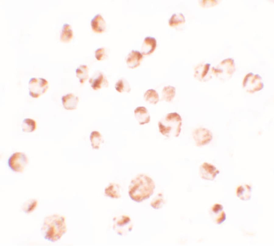 IHC-plus™ TRIM24 / TIF1 Antibody