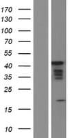 MBNL1 / MBNL Protein (Over-Expression Lysate Myc-DDK (Flag))