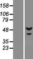 PRIM1 Protein (Over-Expression Lysate Myc-DDK (Flag))
