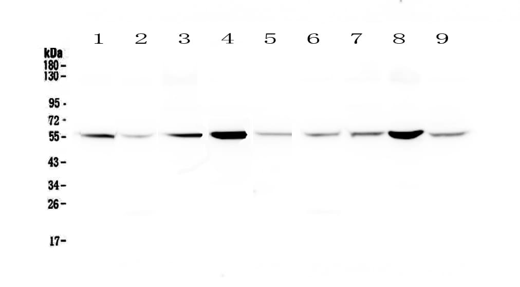 GSR / Glutathione Reductase Antibody