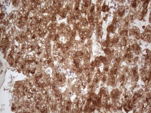 APOE / Apolipoprotein E Antibody (clone OTI2A4)