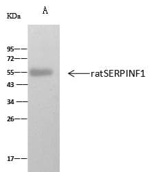 SERPINF1 / PEDF Antibody (Preservative Free)