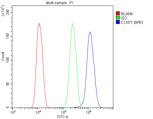 CCNT1 / Cyclin T1 Antibody