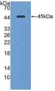 PathPlus™ CAV1 / Caveolin 1 Antibody (aa1-104)