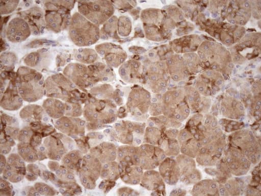 Monoclonal Mouse anti-Human ASPDH Antibody (clone OTI4G8, IHC)