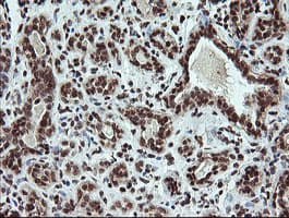 FATE1 Antibody (clone OTI1A1)