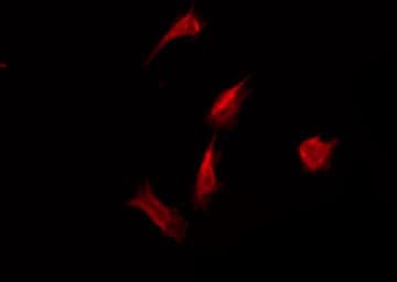 OR52A4 Antibody