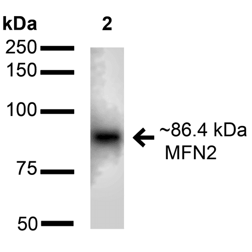 Mitofusin 2 / MFN2 Antibody (Atto 488)
