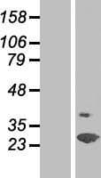 SPFH2 / ERLIN2 Protein (Over-Expression Lysate Myc-DDK (Flag))