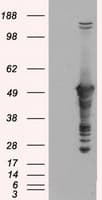 GFAP Antibody (clone OTI5B1)