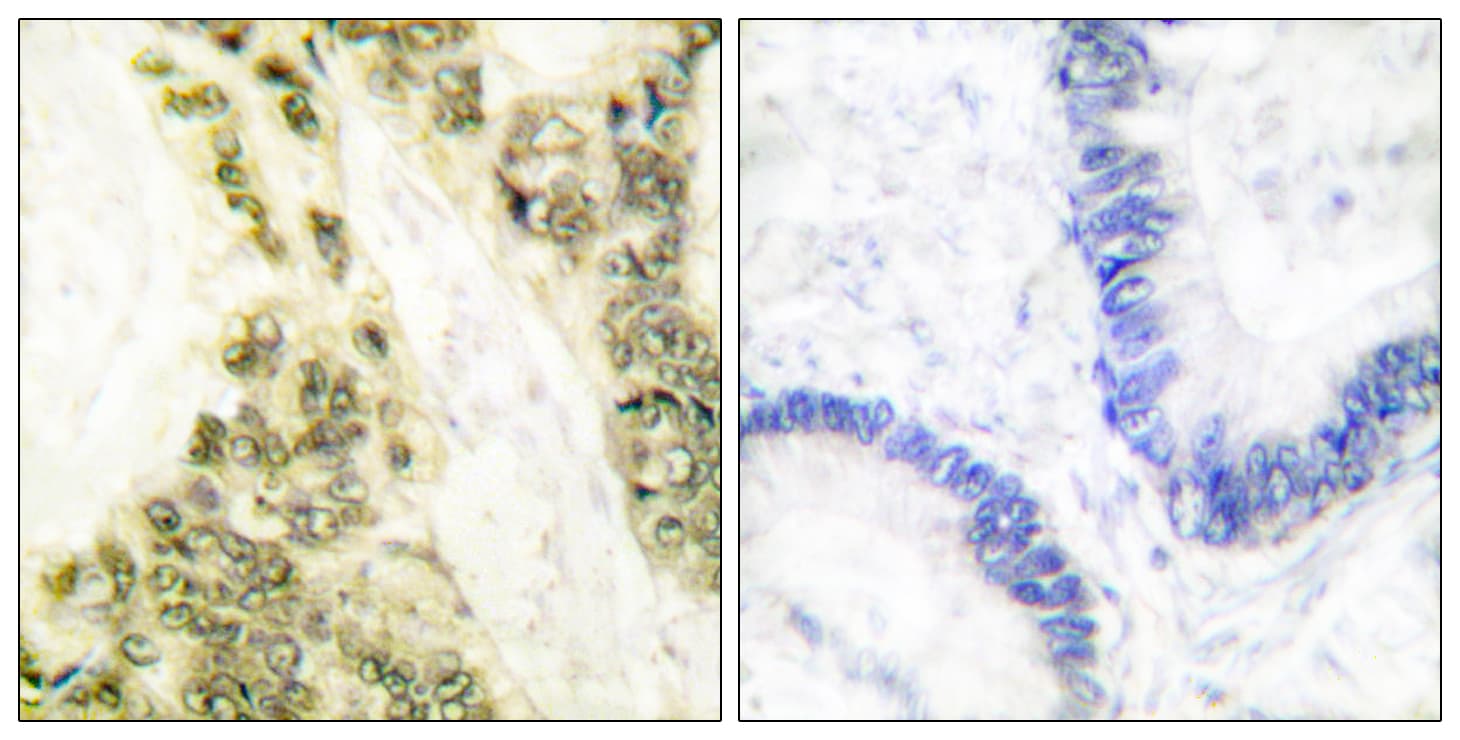 THRA / THR Alpha Antibody (aa10-59)