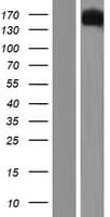 ATRN / Attractin Protein (Over-Expression Lysate Myc-DDK (Flag))