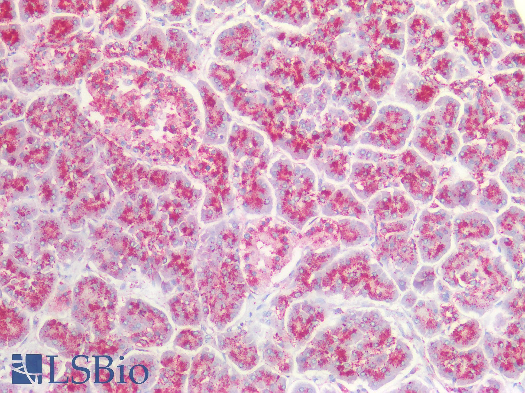 PathPlus™ CTSD / Cathepsin D Antibody (Internal)