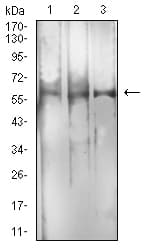 RBFOX3 / NEUN Antibody (clone 1H3B2)