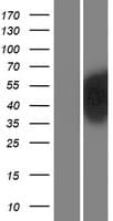 PBX2 Protein (Over-Expression Lysate Myc-DDK (Flag))