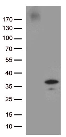 Monoclonal Mouse anti-Human GRPEL1 Antibody (clone OTI6G6, aa28-217, WB)