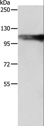 AARS2 Antibody