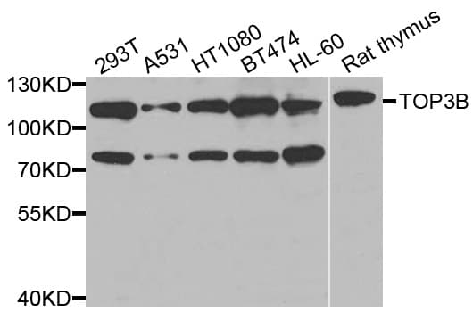 TOP3B Antibody
