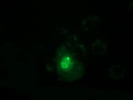 Monoclonal Mouse anti-Human PPWD1 Antibody (clone OTI1B8, IF, WB)