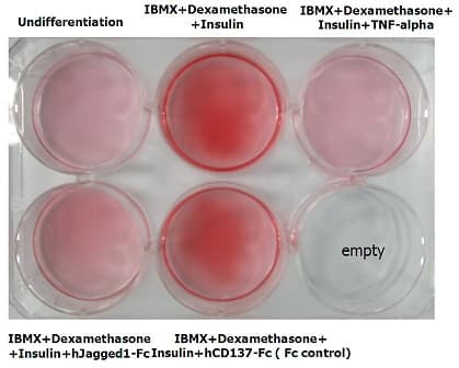 Human JAG1 / Jagged 1 Protein (Recombinant Human IgG1 Fc)