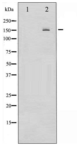 EGFR Antibody (phospho-Ser1026)
