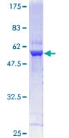 Human GNPDA1 Protein (Recombinant GST)