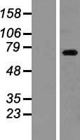ZBTB48 / HKR3 Protein (Over-Expression Lysate Myc-DDK (Flag))