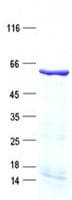 Human KLF5 / BTEB2 Protein (Recombinant His, N-Terminal)