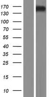 KTN1 / Kinectin Protein (Over-Expression Lysate Myc-DDK (Flag))